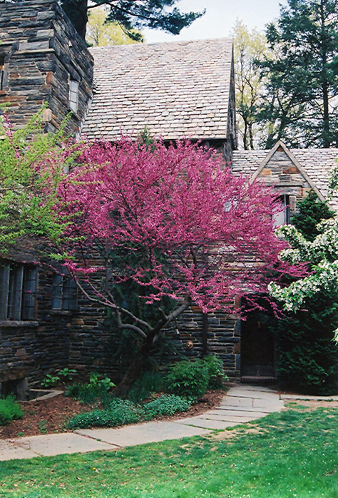 Forest Pansy Redbud Cercis Canadensis Forest Pansy In Fayetteville