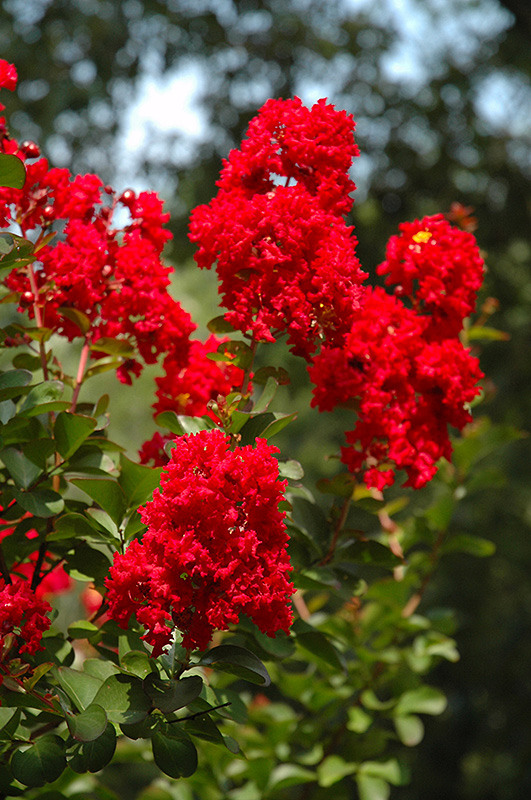 Dynamite Crapemyrtle (lagerstroemia Indica 'whit Ii') In Fayetteville 