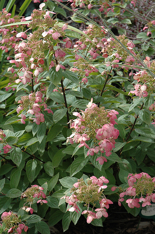 Angel's Blush Hydrangea (Hydrangea paniculata 'Ruby') in Fayetteville ...