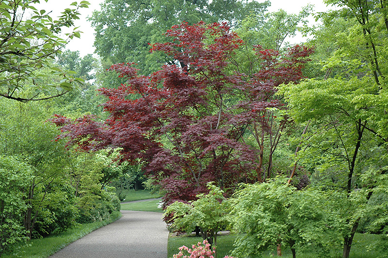 Suminagashi Japanese Maple (Acer palmatum 'Suminagashi') in ...