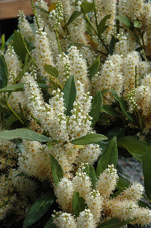 Dwarf English Laurel (Prunus laurocerasus 'Nana') in
