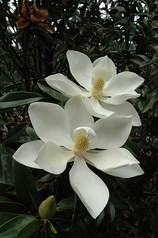 Little Gem Magnolia (Magnolia grandiflora 'Little Gem') in