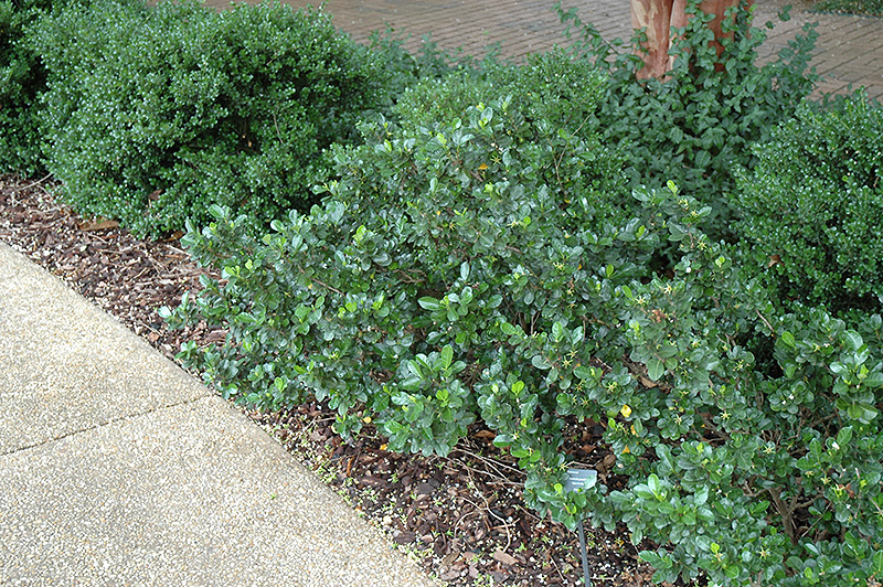 Chinese Pistache (Pistacia chinensis) in Fayetteville Springdale Rogers ...