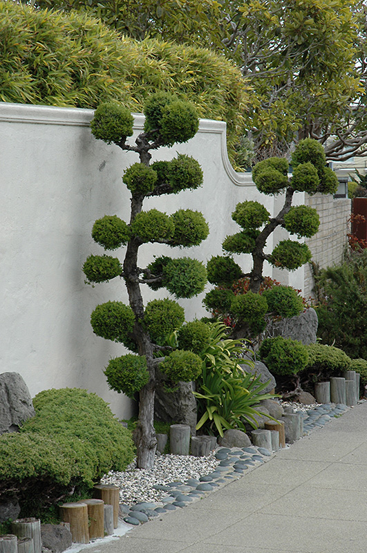 San Jose Juniper (Juniperus chinensis 'San Jose (ball form)') in ...