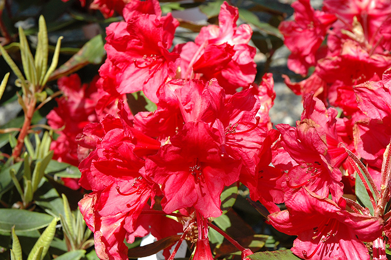 Vulcan Rhododendron (Rhododendron 'Vulcan') in Fayetteville Springdale ...