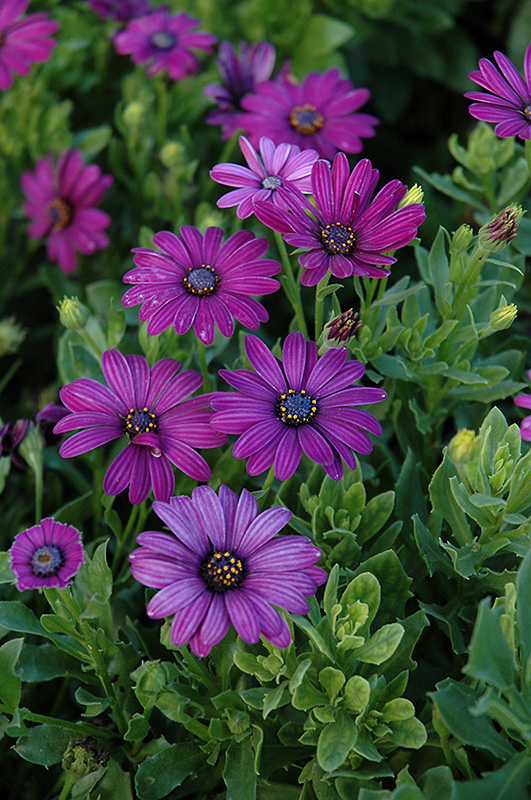 Image of African daisy purple annual