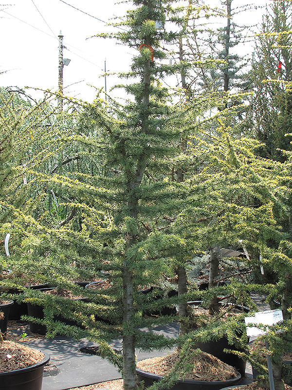Golden Atlas Cedar (Cedrus atlantica 'Aurea') in