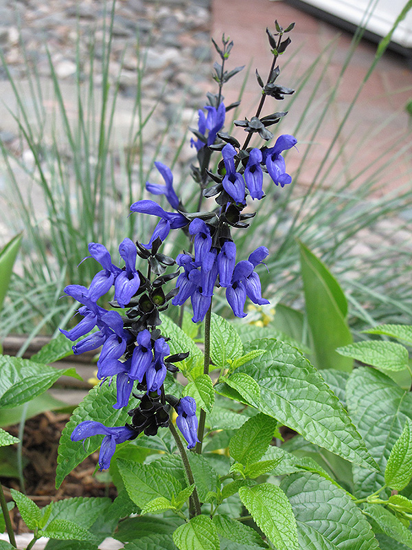 Black And Blue Anise Sage (Salvia guaranitica 'Black And