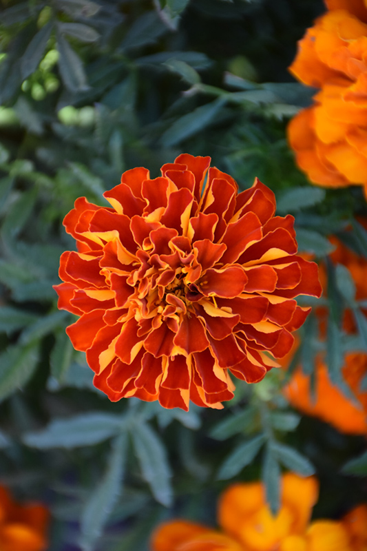 Durango Red Marigold (Tagetes patula 'Durango Red') in Fayetteville