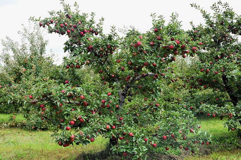 Dwarf Red Delicious Apple Trees for Sale
