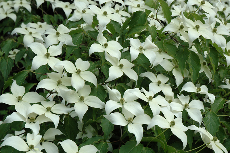 Milky Way Chinese Dogwood (Cornus kousa 'Milky Way') in Fayetteville ...