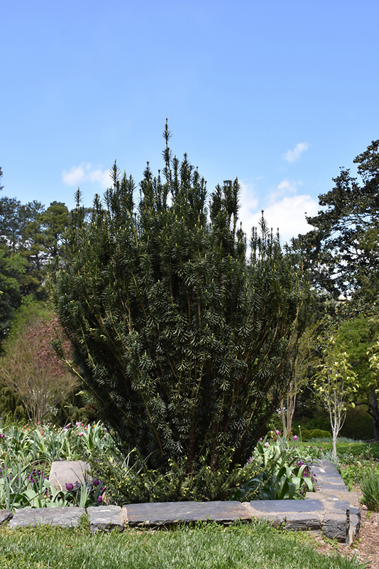 Upright Japanese Plum Yew (Cephalotaxus harringtonia 