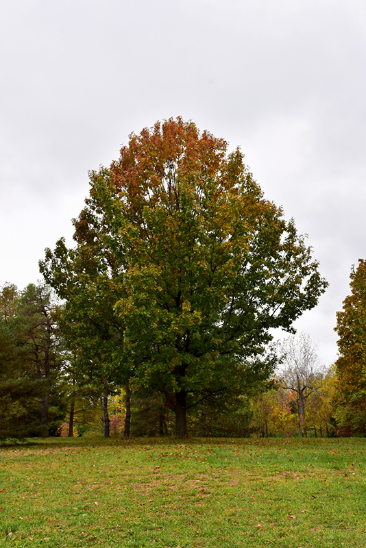Shumard Oak (Quercus shumardii) in Fayetteville Springdale