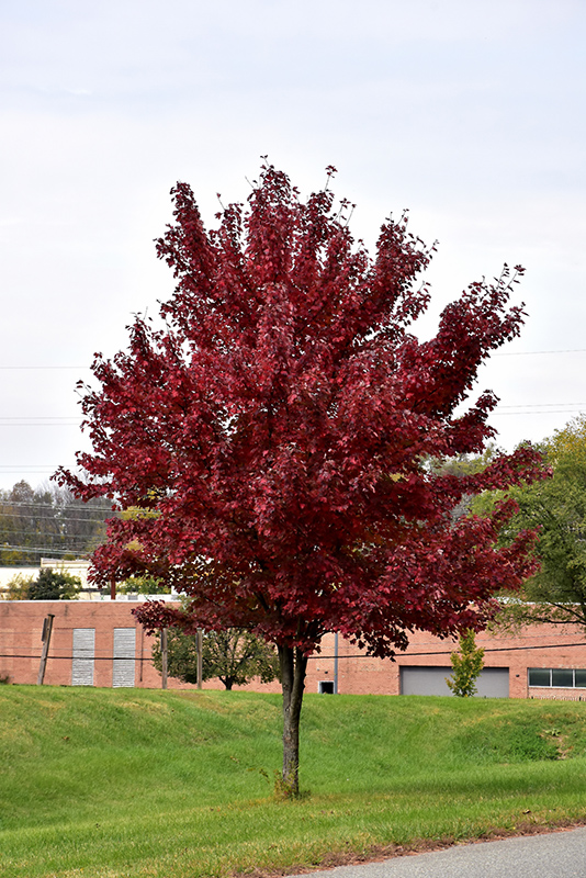 Brandywine Red Maple (Acer rubrum 'Brandywine') in