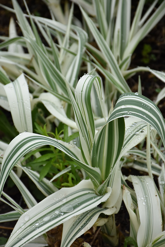 Variegated Giant Reed Grass (Arundo donax 'Variegata') in Fayetteville ...