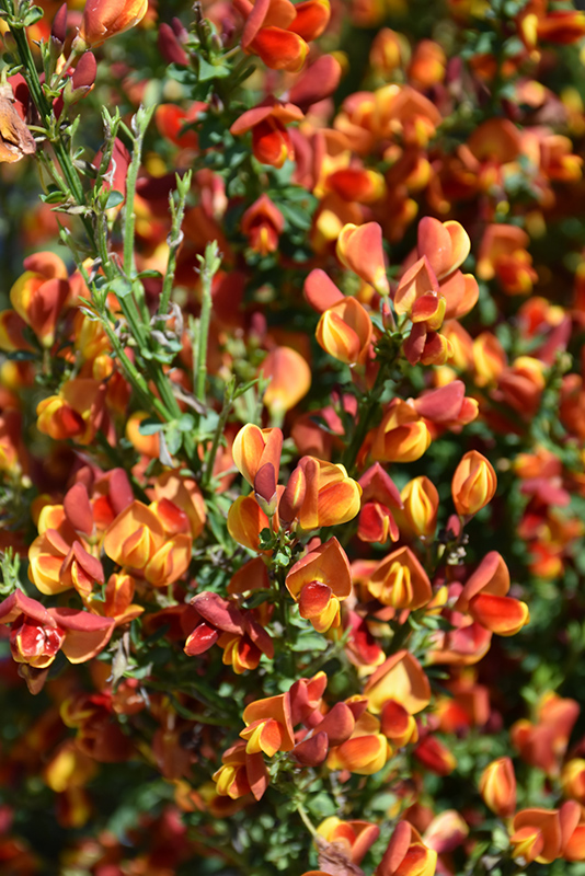 Image of A field of Scotch broom lena in the spring