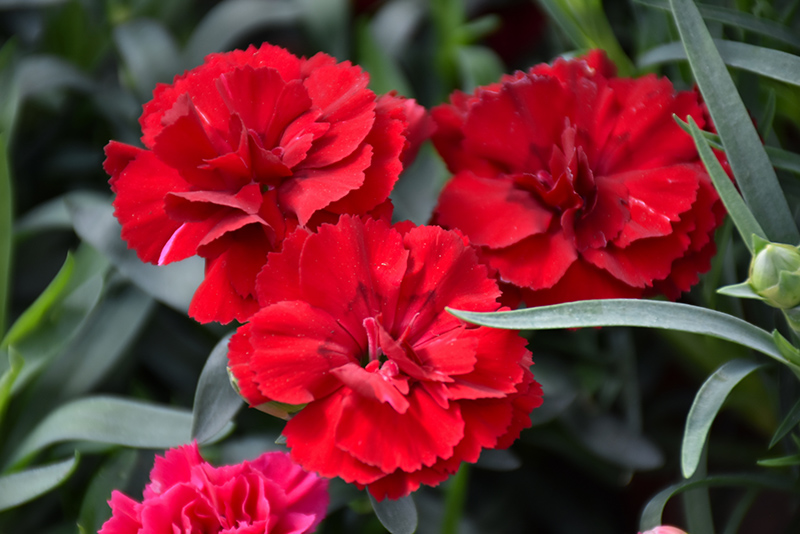 Oscar Dark Red Carnation (Dianthus caryophyllus 'KLEDP11108') in