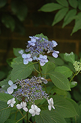 Blue Billow Hydrangea (Hydrangea serrata 'Blue Billow') in Fayetteville