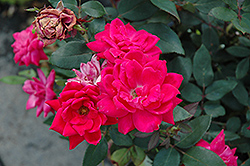 Knock Out Double Red Rose (Rosa 'Radtko') in Fayetteville